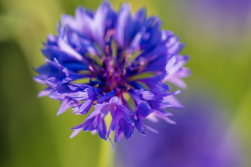 Blue flower on the grass in the park