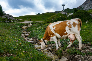 Fototapeta na wymiar mucca beve al torrente di montagna