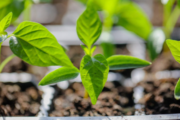 Green leaves of young pepper sprout