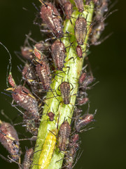 Aphids on a plant in nature