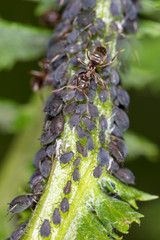 Ants and aphids on the plant