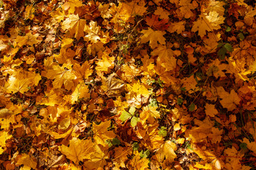 Leaves on the ground in autumn as a background
