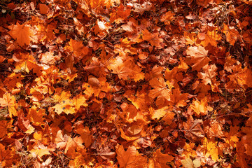Leaves on the ground in autumn as a background