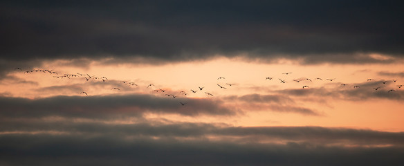 A flock of birds flies at sunset