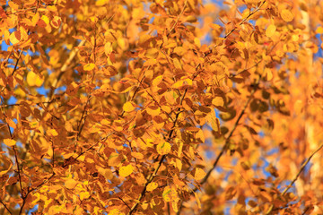 Leaves on a tree in autumn as a background