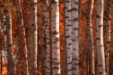 Foto op Canvas Red leaves on birch trees in autumn © schankz