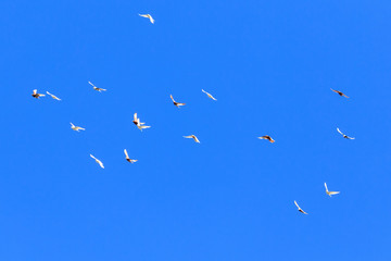 A flock of pigeons in flight against the blue sky