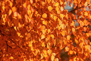 Red leaves on birch trees in autumn