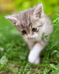 Obraz na płótnie Canvas Portrait of a kitten in green grass
