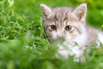 Plakat Portrait of a kitten in green grass