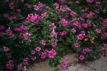 Fototapeta na wymiar Summer flowers in warm coutntry. pink color