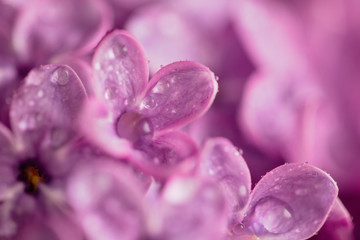 Dew drops on the flowers of lilac
