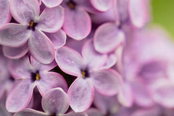 Flowers on a branch of lilac in nature