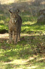 Naklejka premium Iberian Lynx. Lynx pardinus