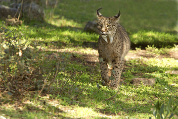 Iberian Lynx. Lynx pardinus