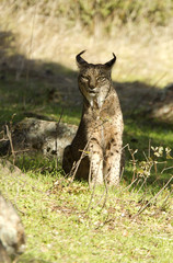 Iberian Lynx. Lynx pardinus