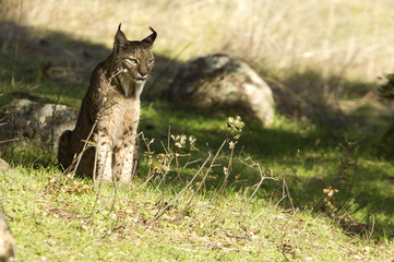 Iberian Lynx. Lynx pardinus