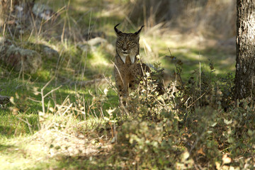 Iberian Lynx. Lynx pardinus