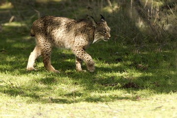Iberian Lynx. Lynx pardinus