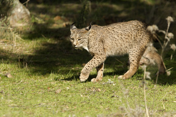 Naklejka na ściany i meble Iberian Lynx. Lynx pardinus