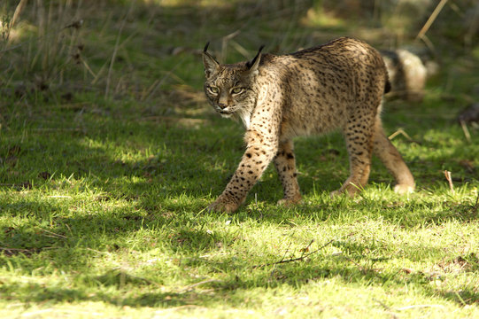 Iberian Lynx. Lynx pardinus