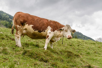 hochgefährdete Ennstaler Bergschecken