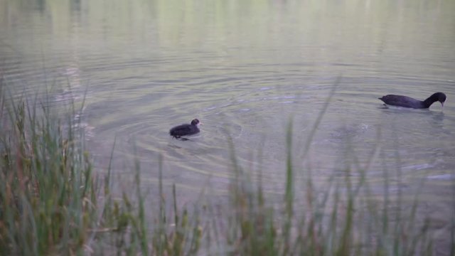 Patos flotando y comiendo en un lago de Dolomitas, Alpes Italianos