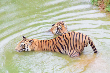 tiger playing  in water with anther tiger
