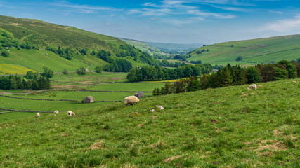 Yorkshire Dales landscape near Halton Gill with some old stone barns on meadows, North Yorkshire, England, UK