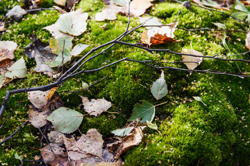 Yellow fallen leaves and green lichen in autumn