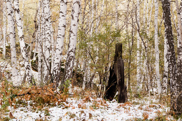 the first snow fell in the birch forest