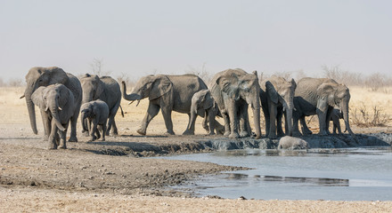 Obraz premium Elephant Herd