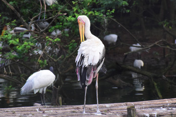 White stork  bird  search his wing 