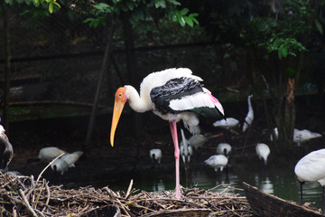 White stork  bird  standing one leg 