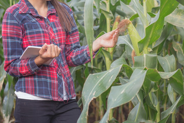 Agricultural expert inspecting quality of ripe corn