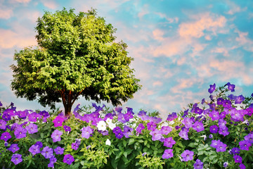 Petunia flower with big tree on colorful sky background