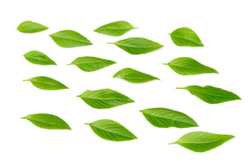 Basil leaf on white background