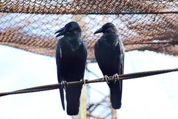 two crow seating  one  line