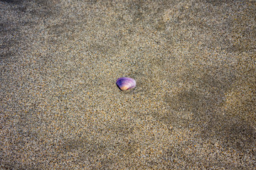 purple shell laying in sand on beach, close up view