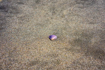 Fototapeta na wymiar purple shell laying in sand on beach, close up view