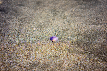 purple shell laying in sand on beach, close up view