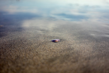 purple shell laying in sand on beach, close up view