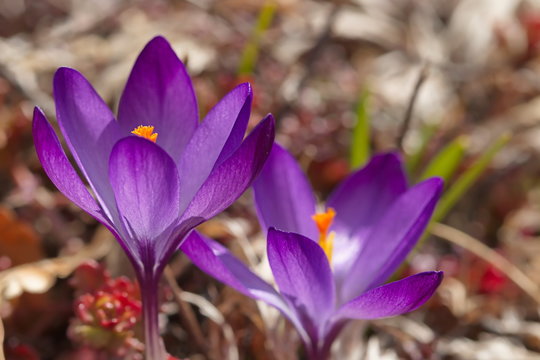 Crocus vernus - two blossoms of spring crocus are standing in the sunshine with a mixed blurry background