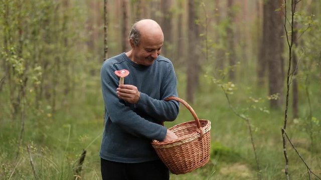 A mature man with basket in the forest holds in his hands several mushrooms. He is showing results of his walk in wood