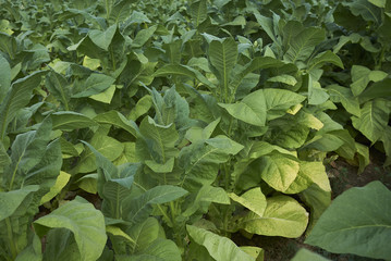 Nicotiana tabacum