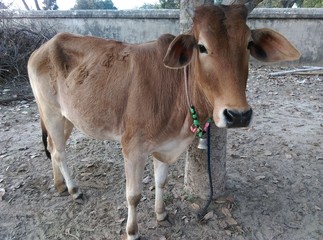 Indian cow