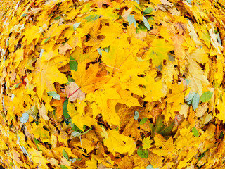 Yellow maple fall foliage, autumn background
