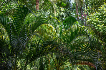 wild palm leaf garden, close up view