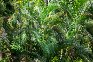 wild palm leaf garden, close up view