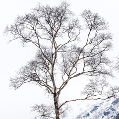 Bare branches of birch tree in cold winter